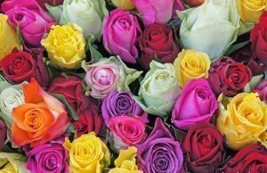 ¿Qué significan los colores de las rosas? ¿Qué significan los colores de las rosas?