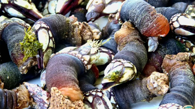 Cómo pedir marisco a domicilio en Barcelona Cómo pedir marisco a domicilio en Barcelona