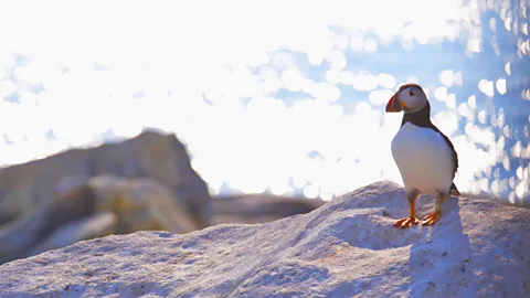 La única colonia de aves marinas en toda la Costa Este