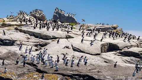 Además de los frailecillos atlánticos, Machias también es el hogar de cientos de araos comunes